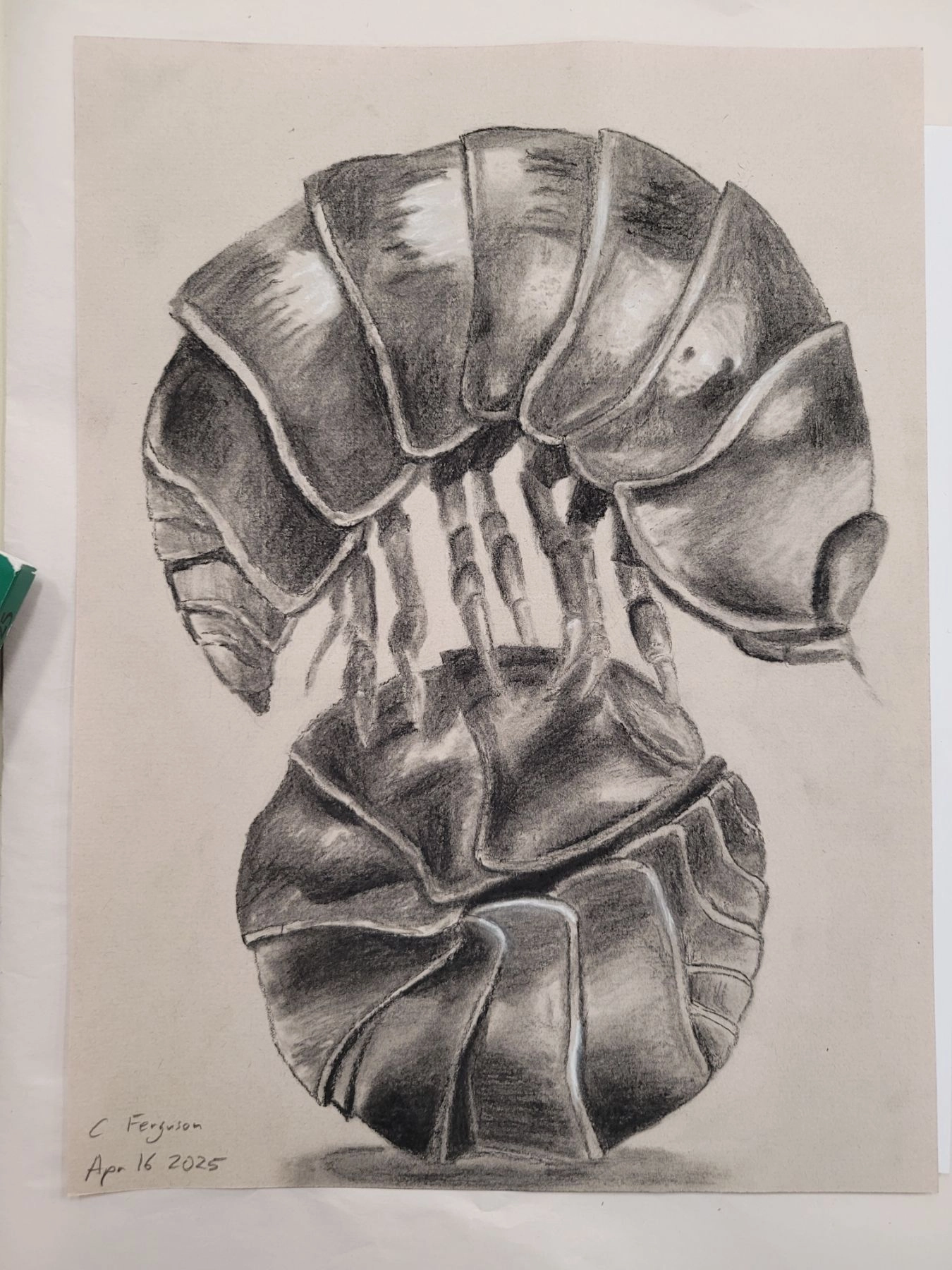 Roly Poly/Pill Bugs
