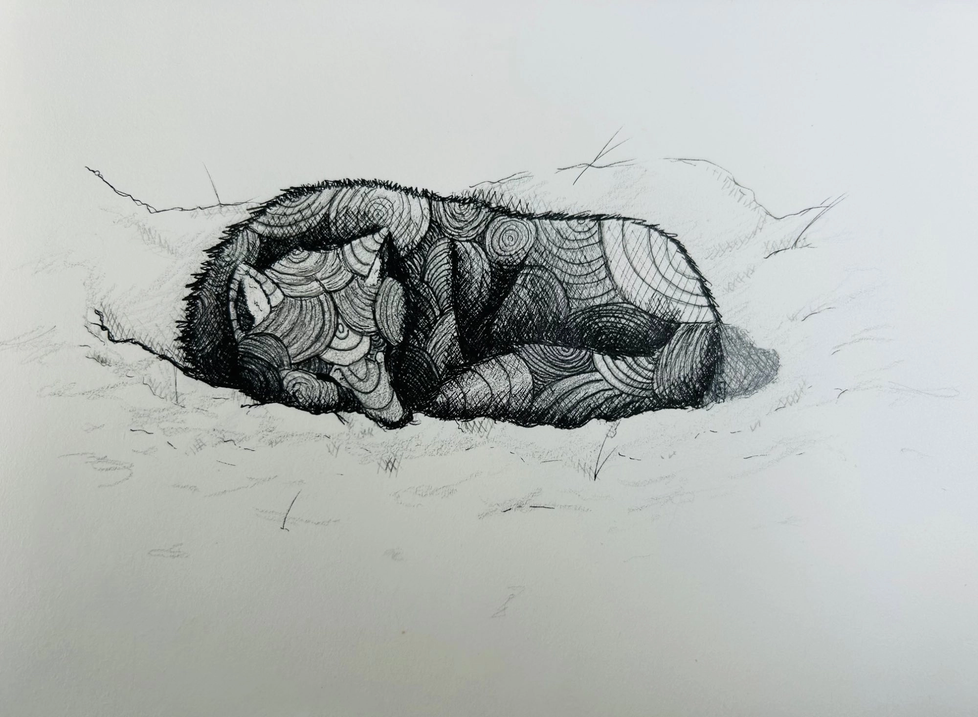 Wolf study
Pen and Ink on paper